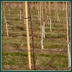 Bamboo Stakes