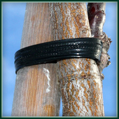 Prothec Tie