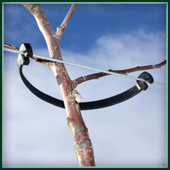 Stammhalter Tree Holder
